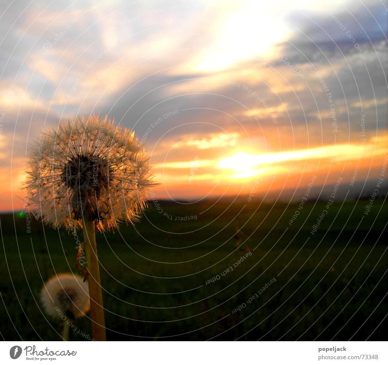 Vater und Sohn Löwenzahn Sommer Sonnenuntergang Sonnenaufgang Blume Wiese Kitsch sunrise Himmel