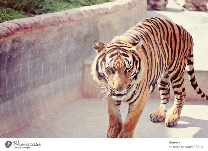 I will eat you Tier Wildtier Zoo 1 laufen Blick wild Angst gefährlich bedrohlich Katze Tiger gestreift orange Streifen Pelzmantel Auge Drarock Farbfoto