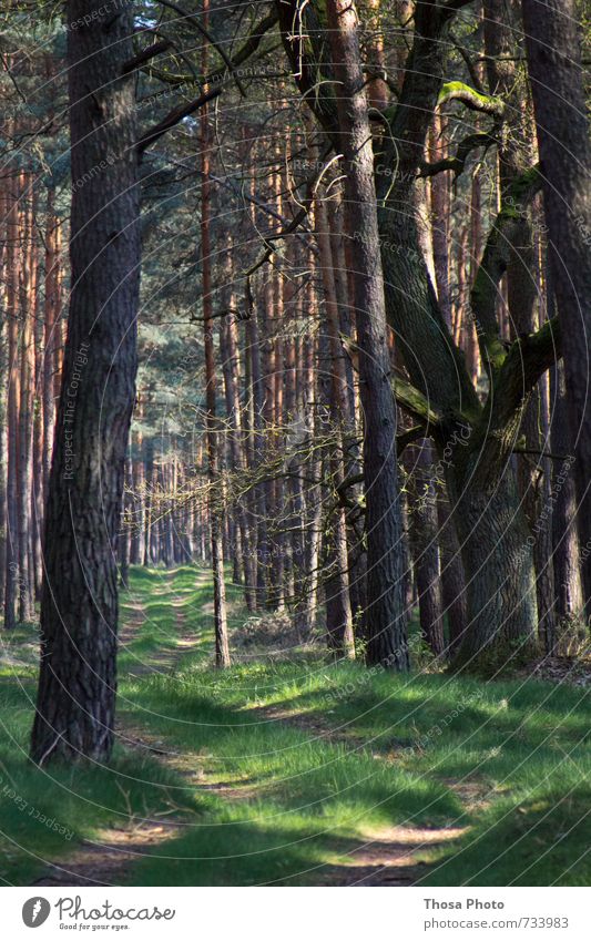 Waldruhe Natur Sommer träumen lang schön Gefühle ruhig Gras Baum Baumstamm Baumkrone Wege & Pfade Fußweg Schatten Lichtspiel Schattenspiel Wachstum Nadel Kiefer