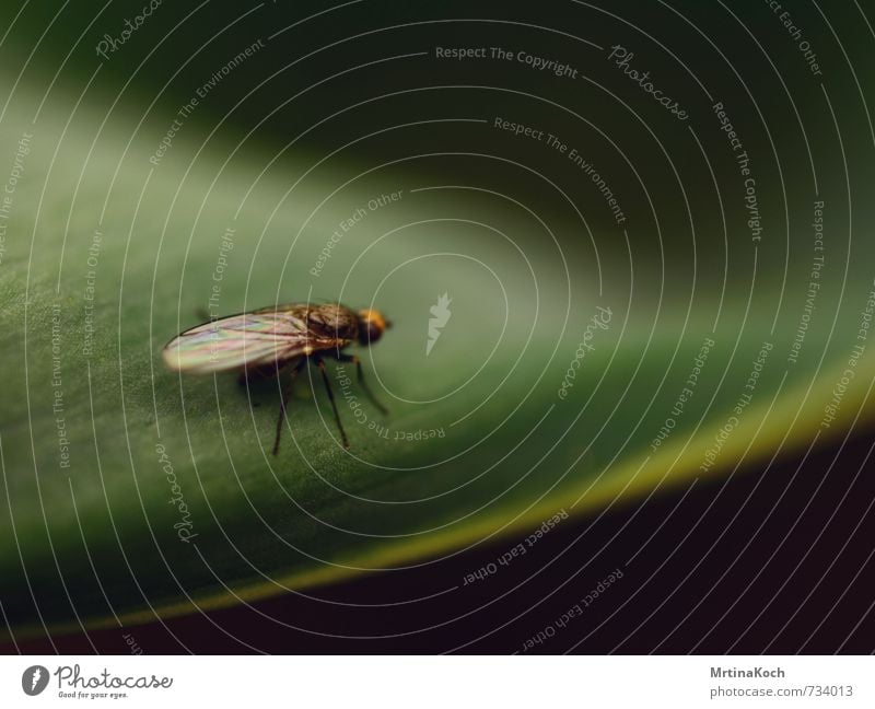 startklar. Tier Nutztier Wildtier Fliege 1 Gefühle Stress ruhig Insekt Flügel Farbfoto Gedeckte Farben Nahaufnahme Makroaufnahme Menschenleer Textfreiraum links