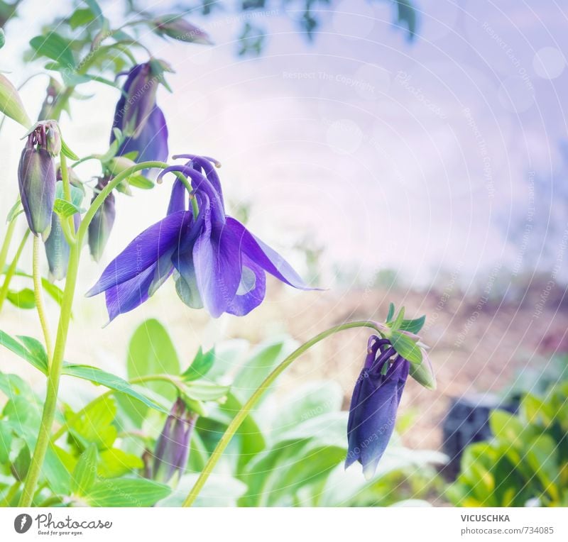 blue columbine flowers in garden, toning Lifestyle Freizeit & Hobby Sommer Garten Natur Park springen Colorado green white mountain purple leaves plants