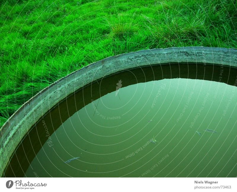 großer Trinknapf Gras Flüssigkeit Wasser Erde Bodenbelag Schatten brühe