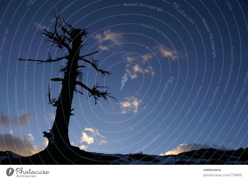 Gran lersc ite in Antersasc Lärche groß Luft tief schwarz Herbst kalt dunkel Baum trocken Wolken Alm träumen Weitwinkel Dolomiten Italien Campill Himmel hoch