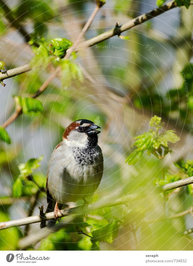 Haussperling Spatz Feder Vogel Schnabel plumage Ornithologie Sträucher verstecken Versteck verborgen Unterholz Baum Garten Ast Zweig Blatt hiding Natur wildlife