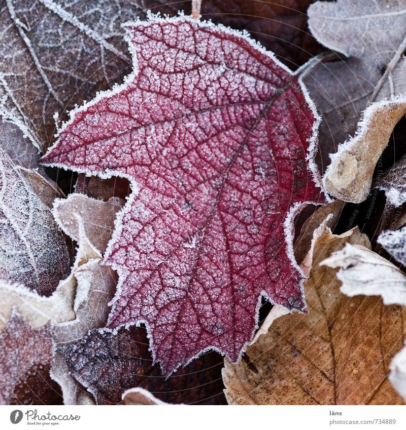 Frostsaum Umwelt Natur Winter Eis Blatt Garten Park Wald alt kalt natürlich Wandel & Veränderung Außenaufnahme Menschenleer