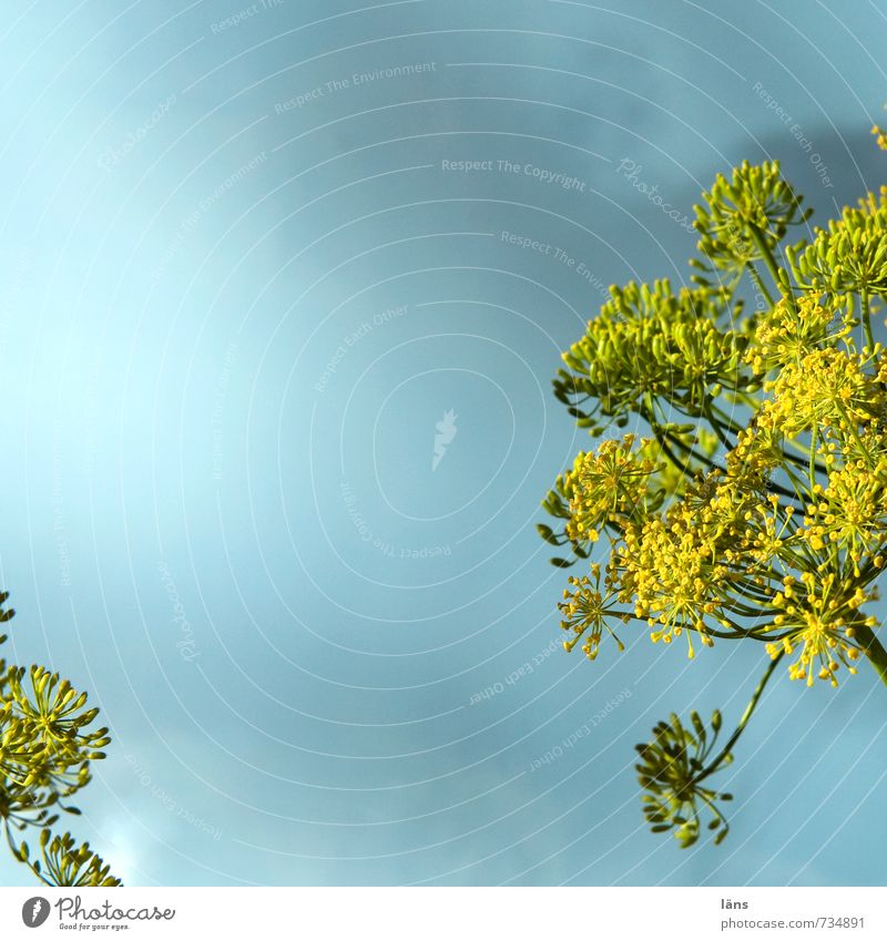 Gurkenkraut Natur Pflanze Dill Dillblüten Blühend blau gelb Wachstum Doldenblüte Himmel himmelwärts Außenaufnahme Menschenleer Textfreiraum oben