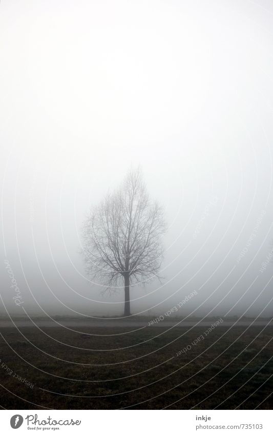 lorn and misty Umwelt Natur Landschaft Erde Luft Himmel Horizont Frühling Herbst Winter schlechtes Wetter Nebel Baum Park Feld Menschenleer einfach kalt trist