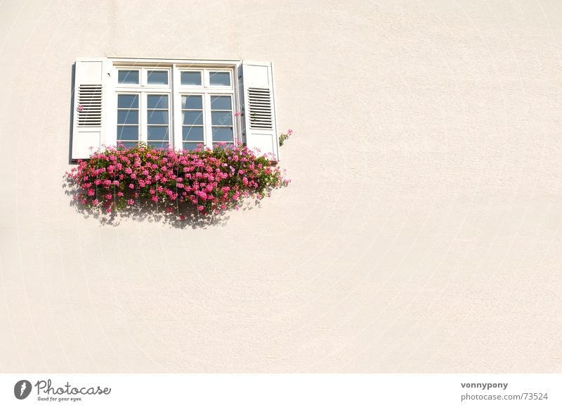 Kommst Du fensterln? Fenster Blume rot rosa Wand Fachwerkfassade Fensterladen Putz Physik Freundlichkeit geschlossen weiß Sauberkeit gereinigt Blumenkasten Glas