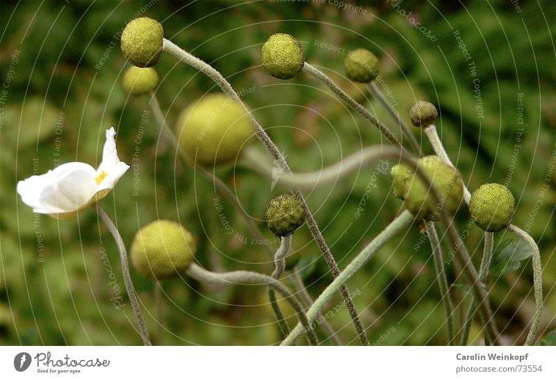 Hahn im Korb Pflanze grün weiß gelb Park Stengel Blüte Herbst Oktober chaotisch Unschärfe Zusammensein Einsamkeit Außenseiter Sommer 2006 geschätzt hellgrün