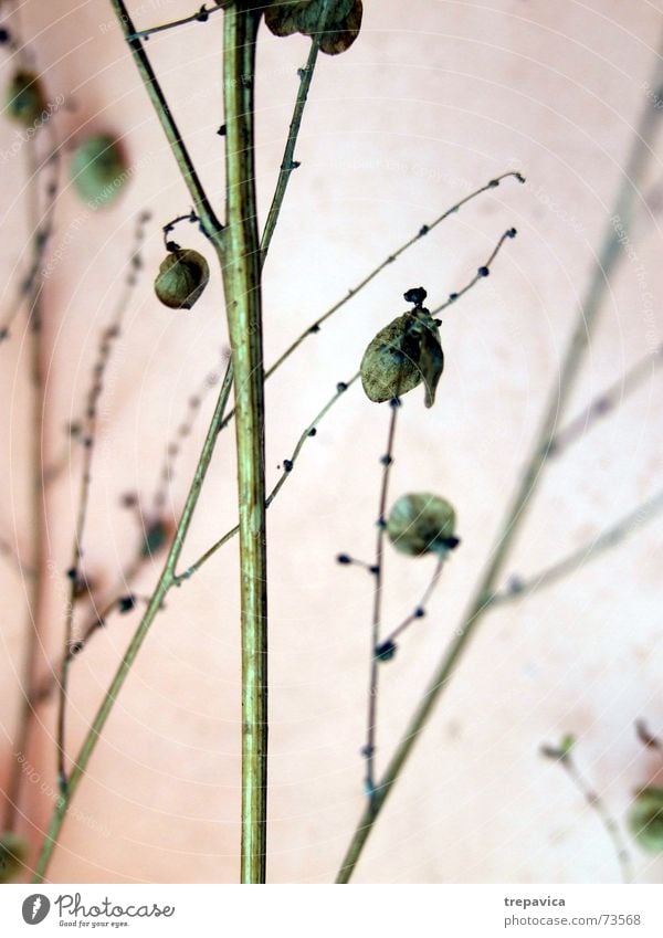 zweig Pflanze trocken Blüte Blume grün Trockenblume zart dünn fein getrocknet Natur Samen Zweig Ast