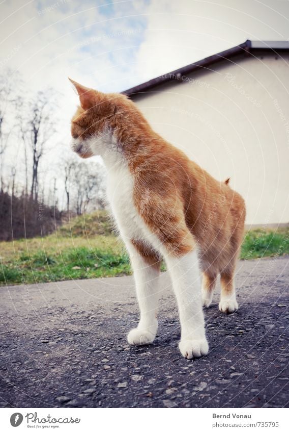 katz und haus Katze orange Haus Sprichwort Perspektive Tierporträt Straße grau Gras grün Fell Wegsehen Außenaufnahme Tag Baum Stadt Wege & Pfade Bürgersteig