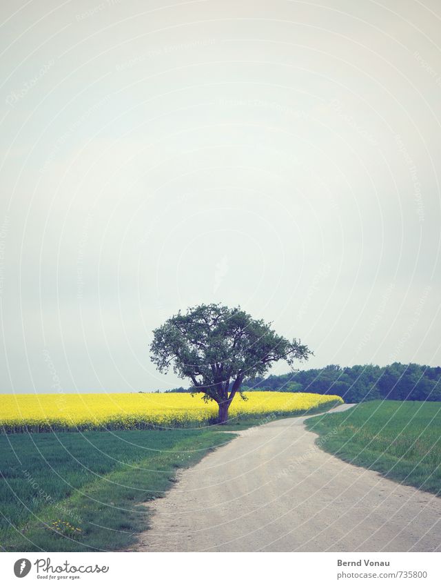 rechts vorbei Natur Landschaft Wolken Frühling Baum Gras Feld Wald Wege & Pfade gelb grau grün Raps Kies Windung Kurve einzeln Tiefenschärfe Farbfoto