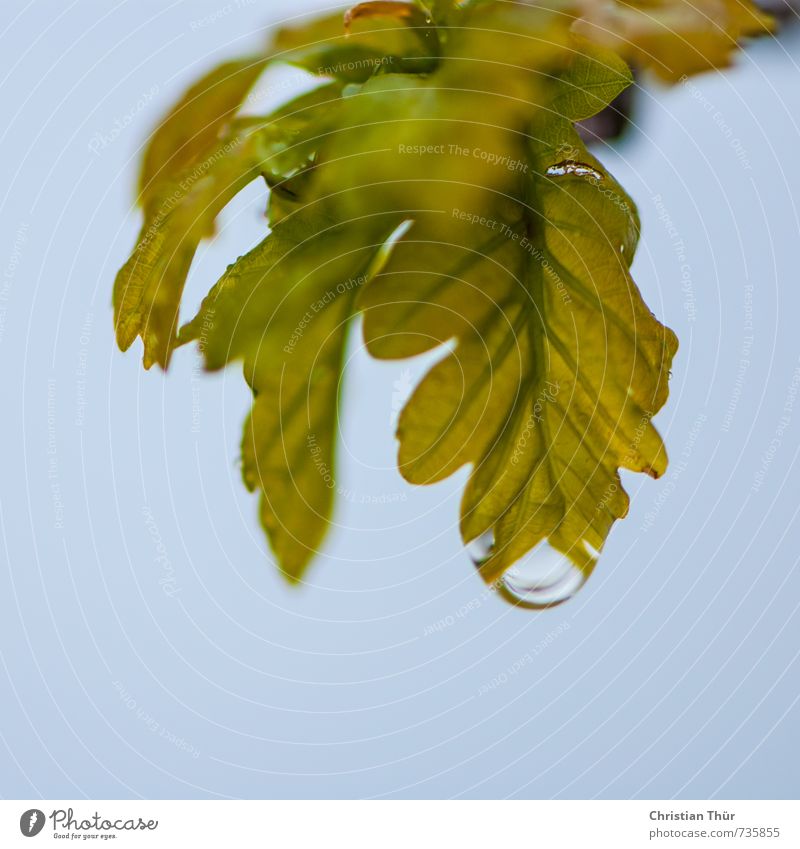 Wann wird es Sommer Umwelt Natur Pflanze Tier Wasser Wassertropfen Frühling Regen Blatt Grünpflanze Nutzpflanze ästhetisch Flüssigkeit glänzend blau braun grün