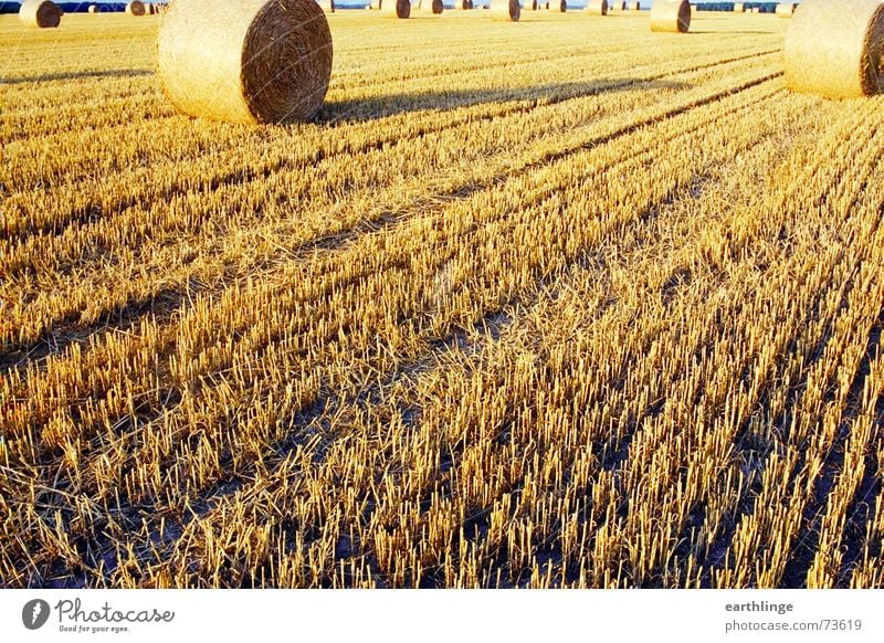 Feld am Ende Stroh Sommer gelb Strohballen Stoppelfeld Querformat analog Walze Abend tief Getreide Ernte Wärme Schatten