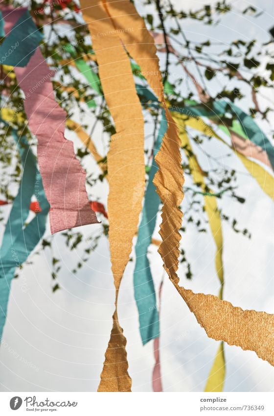 Maibaum Freude Glück Flirten Feste & Feiern Jahrmarkt Himmel Frühling Pflanze Baum Blatt Grünpflanze Zeichen Liebe träumen Häusliches Leben Freundschaft Treue