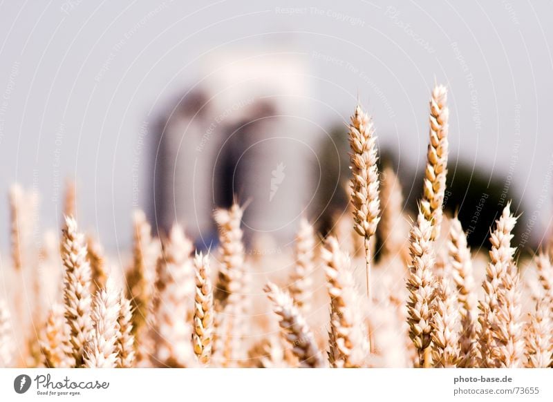 Land und Getreide Silo Feld Sommer Weizen Korn Bauernhof ehren Sonne