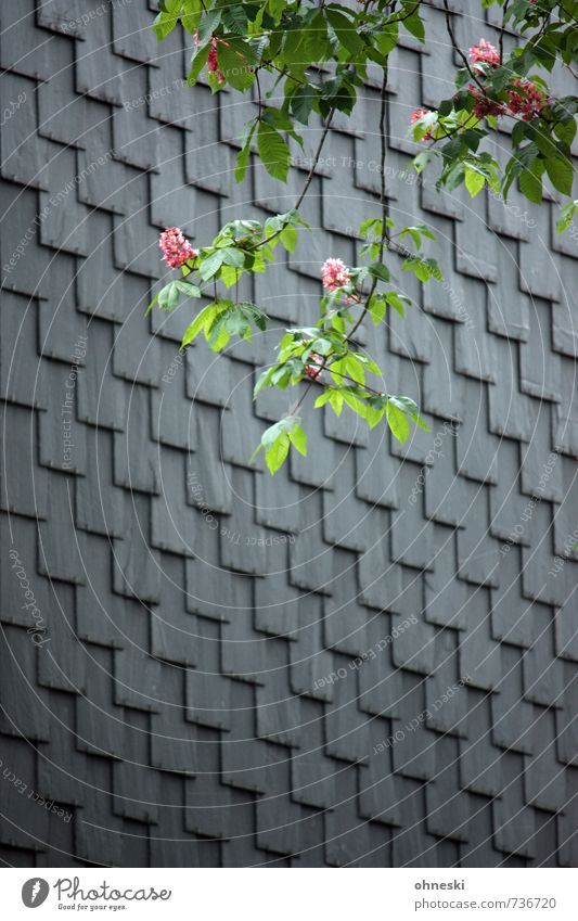 Schöner wohnen Frühling Baum Blüte Rosskastanie Kastanienbaum Haus Mauer Wand Fassade Dachziegel Schiefer Frühlingsgefühle Leben Überleben Wachstum Farbfoto