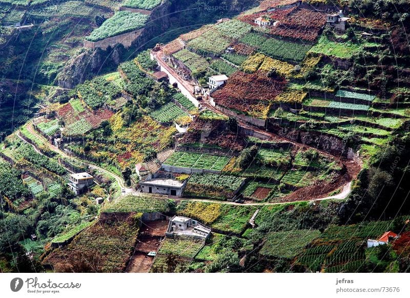 vineyard agriculture in the Madeira Island Haus wine mountains fields landscapes houses rural