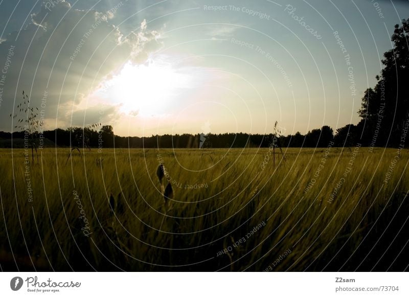 sunning field Feld Sommer Sonnenuntergang Himmel Licht Kornfeld Wald landscape Landschaft sky Ferne