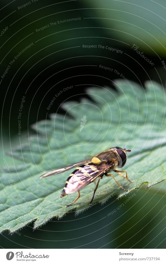 Auf Zack.... Natur Pflanze Tier Frühling Blatt Grünpflanze Wildpflanze Brennnesselblatt Wiese Feld Schwebfliege 1 sitzen warten braun gelb grün Gelassenheit