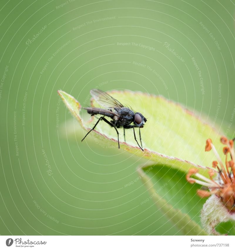 Bzzzzz.... Natur Pflanze Tier Frühling Blatt Blüte Wiese Feld Fliege 1 sitzen warten klein grün schwarz Gelassenheit geduldig ruhig Farbfoto Makroaufnahme