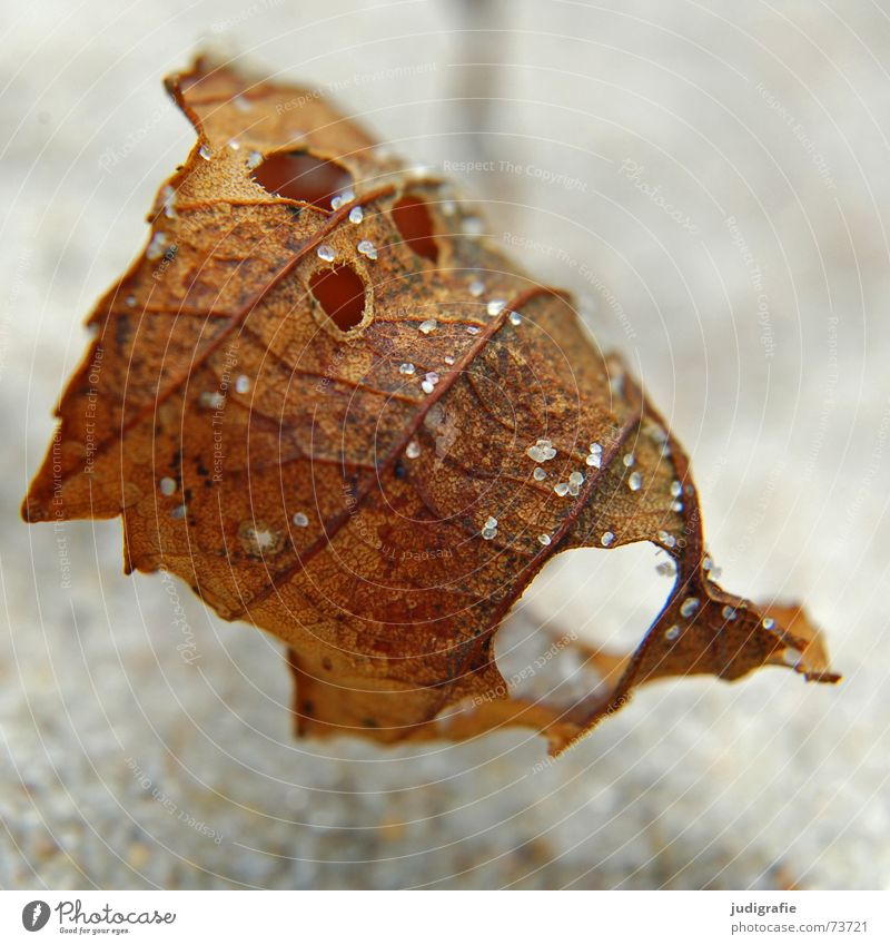 Strandherbst I Blatt Sandkorn fein nah Herbst Weststrand Makroaufnahme Strukturen & Formen getrocknet Tod