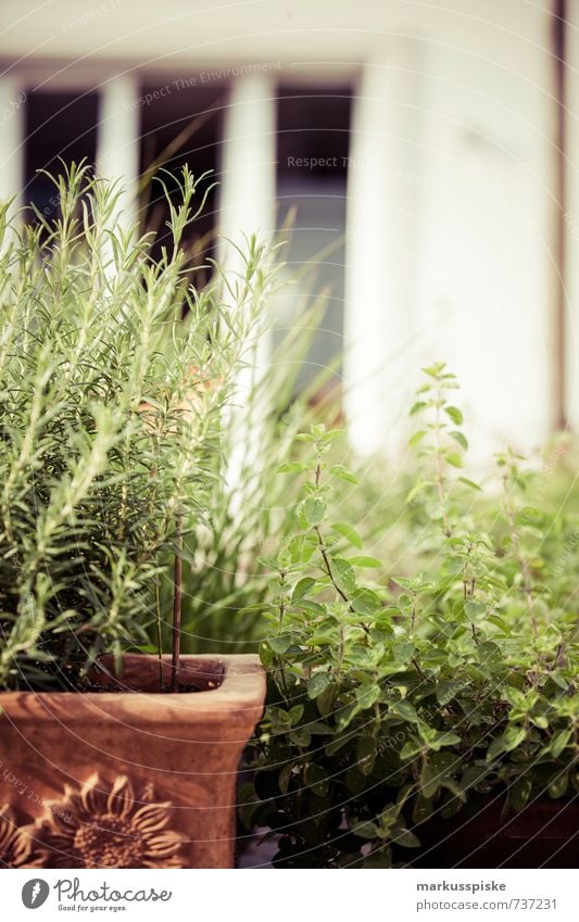 kräutergarten - urban gardening Lebensmittel Kräuter & Gewürze Bioprodukte Vegetarische Ernährung Slowfood Stil Wohlgefühl Zufriedenheit ruhig Häusliches Leben