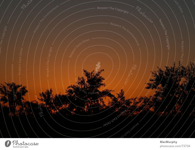 Gluthimmel rot Baum Sonnenuntergang Zufriedenheit Außenaufnahme Langzeitbelichtung Himmel Abend Wärme