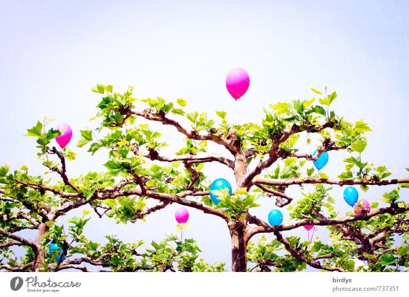 Luftballonbaum Feste & Feiern Frühling Sommer Schönes Wetter Baumkrone Platane Blatt leuchten außergewöhnlich trendy positiv schön mehrfarbig Freude