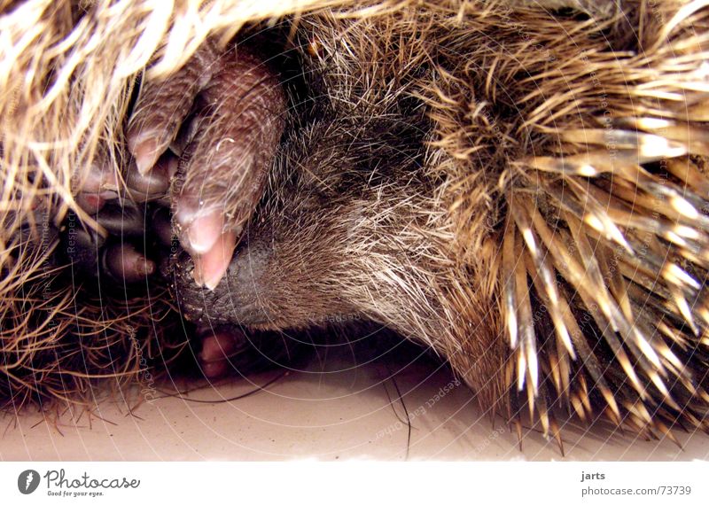 Gute Nacht Igel schlafen träumen Tier Fell Vertrauen Säugetier jarts Stachel