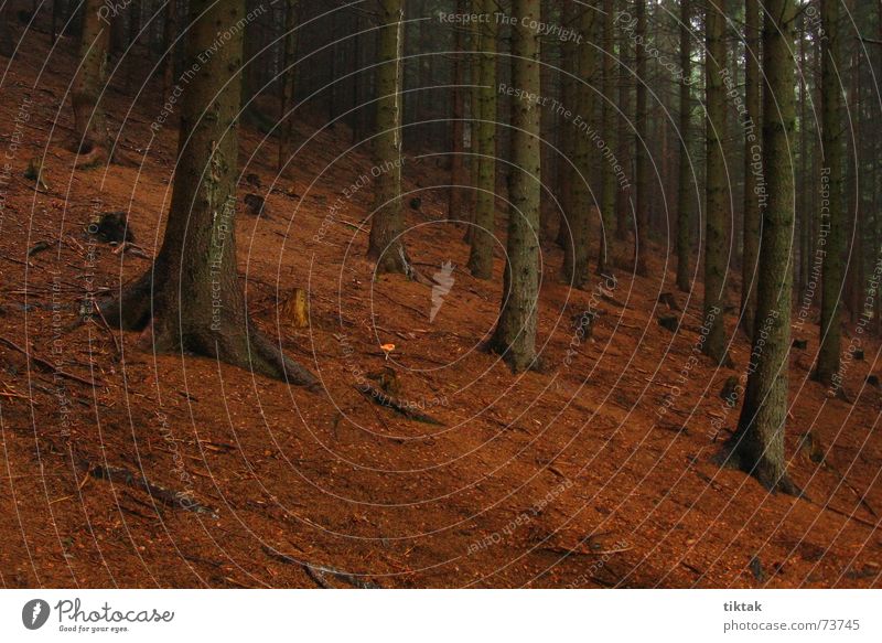 Einsamer Pilz Wald Fichte Tanne Waldboden Baumstamm Märchenwald Nadelwald Holz Monokultur dunkel braun Bergwald Berghang Ferien & Urlaub & Reisen Tschechien