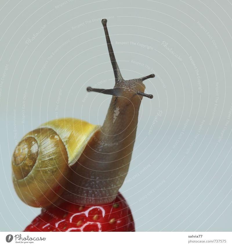 wellness für die Schnecke 2 Wellness Leben Wohlgefühl Zufriedenheit Sinnesorgane Natur Tier Gipfel Wildtier 1 Fitness Fressen Ekel frisch nackt oben süß gelb