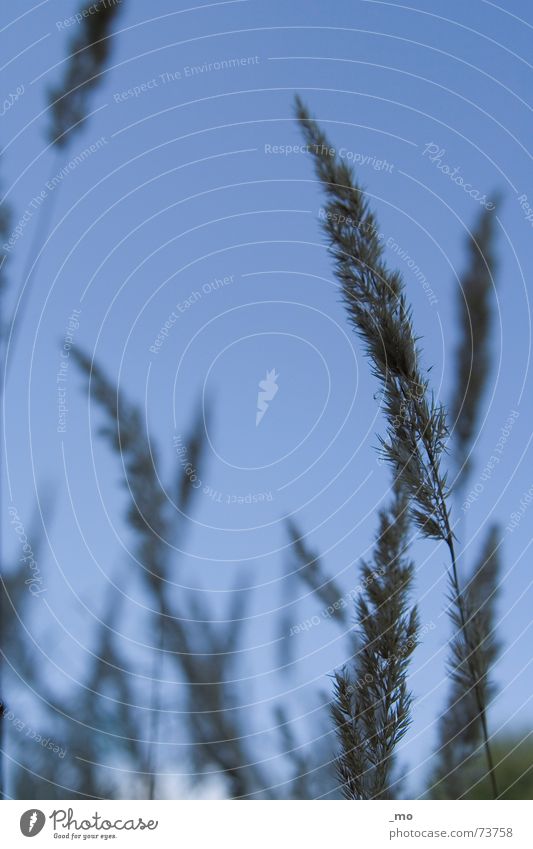 out of the blue Halm Sommer Wiese Gegenlicht grass grasshalm Himmel Blühend blau