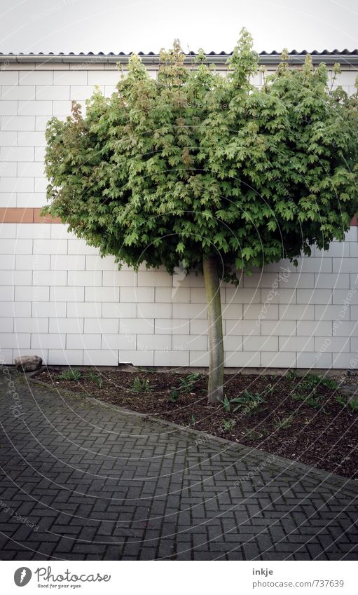 (successful) urban gardening Umwelt Natur Frühling Sommer Baum Baumkrone Laubbaum Garten Menschenleer Platz Mauer Wand Einfahrt Hof Hofgarten Stein stehen