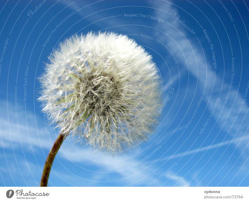 Pusteblume schön Ferne Sommer Stimmung Farbverlauf Luft ruhig Löwenzahn blasen klein fein Pflanze perfekt Wolken Himmel Natur blau Klarheit leer Ausflug Wind