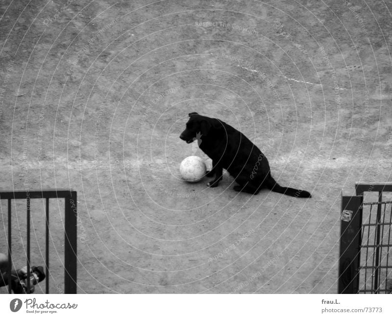 sie ist ein Star filmen Hund Fußballplatz Zaun Säugetier Ballsport Verkehrswege beobachten fußballstar treten