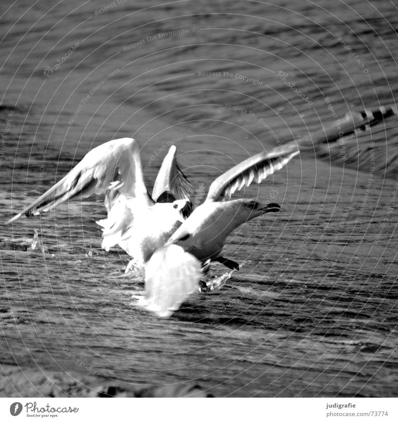 Streithähne Möwe Silbermöwe Vogel Angriff Ärger gefährlich Meer Strand schwarz Schwarzweißfoto Wut streithähne Konflikt & Streit kämpfen attacke bedrohlich