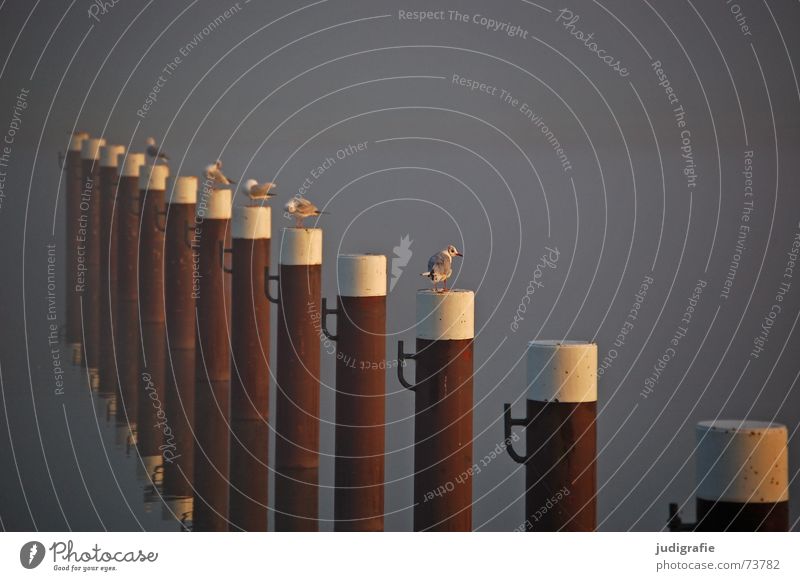 Morgens See Nebel Reflexion & Spiegelung ruhig Einsamkeit Vogel Möwe Prerow maritim Vorpommersche Boddenlandschaft Darß Fischland Hafen Herbst Wasser Pfosten