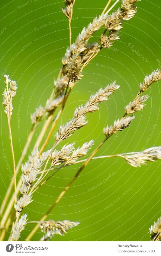 Korn grün Sommer Frühling Stroh hellgrün gelb