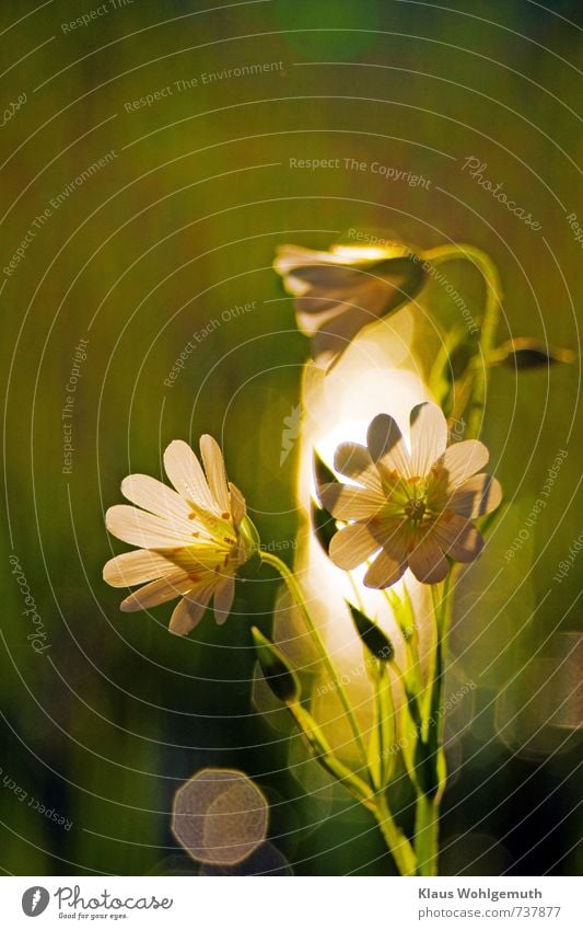 Sternmiere im Gegenlicht mit hübschem Bokeh im Hintergrund Umwelt Natur Pflanze Frühling Wildpflanze Park Wiese Feld Wald Blühend Freundlichkeit Fröhlichkeit