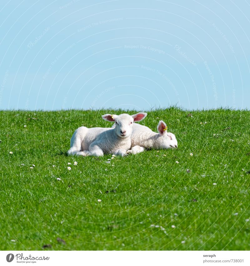 Lämmer Schaf Lamm Nachkommen Wiederkäuer Grasland Weide Landwirtschaft Ackerbau Rind agrarian ländlich Fressen Landschaft laying Erholung Tier heimisch Schäfer