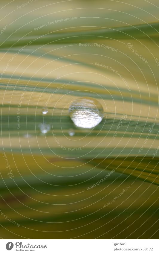 Tropfen Nahaufnahme Natur Pflanze Wasser Wassertropfen Gras Blatt Grünpflanze ästhetisch einfach exotisch Flüssigkeit rund Sauberkeit grün silber Farbfoto