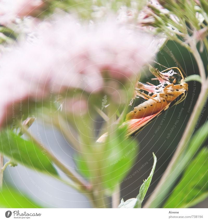 zart beflügelt Pflanze Tier Blume Blüte Skabiose Alpen Schmetterling Flügel Insekt Widderchen Blutströpfchen 1 fliegen Fressen genießen hängen krabbeln sitzen