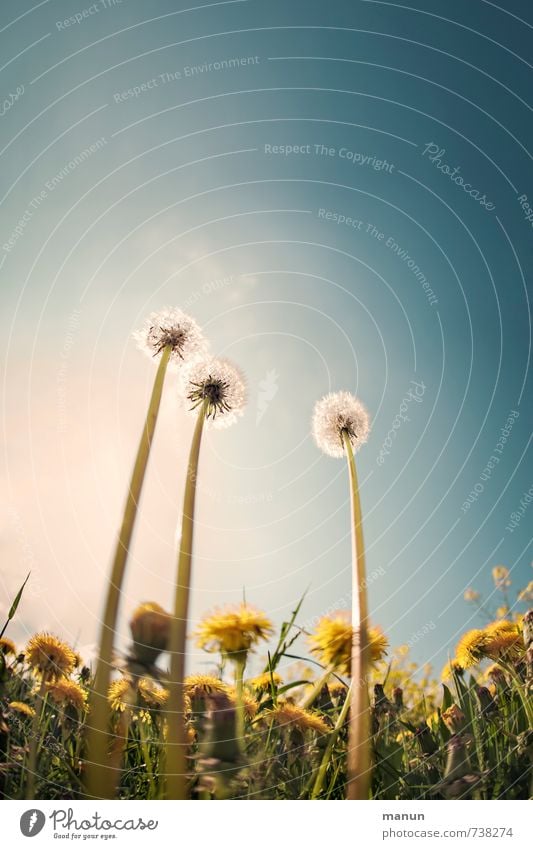 Streber Natur Himmel Frühling Schönes Wetter Pflanze Blume Blatt Blüte Wildpflanze Löwenzahn Löwenzahnfeld Wiese Blühend hoch natürlich Perspektive Symmetrie