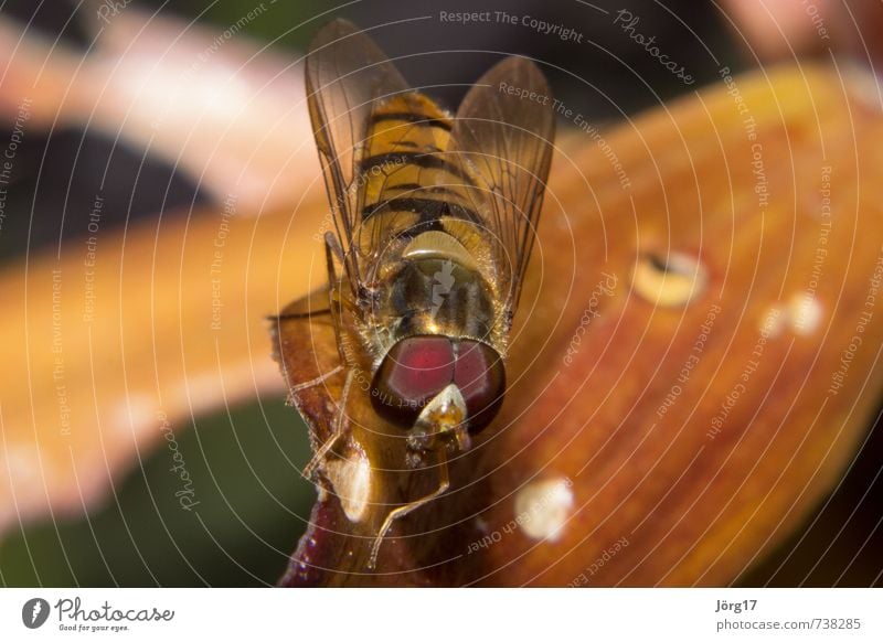 Insekt Natur Frühling Tier Wildtier Biene Tiergesicht Flügel 1 fliegen Fressen wild Insekten Farbfoto Außenaufnahme Nahaufnahme Makroaufnahme Tag