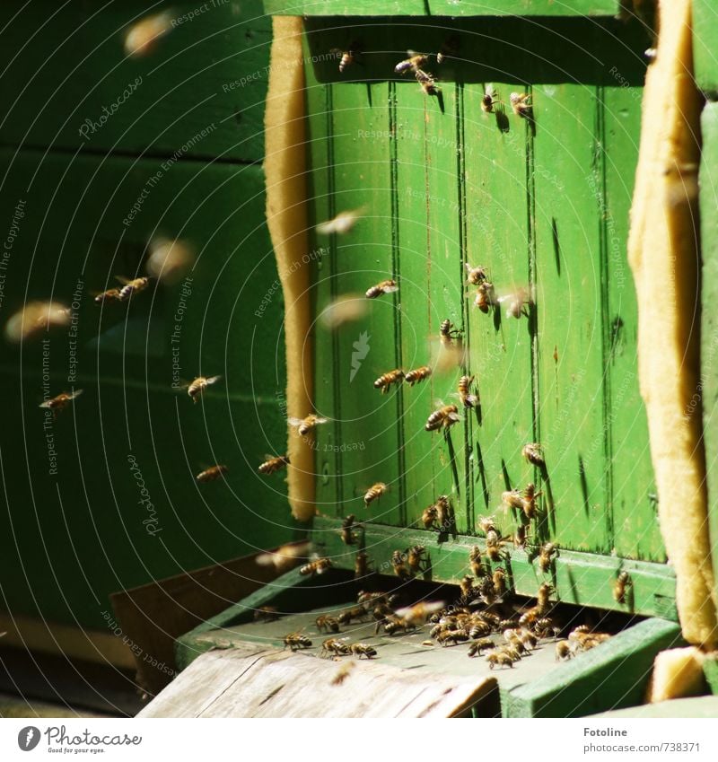 Fleißige Bienchen Umwelt Natur Tier Nutztier Biene Schwarm hell klein grün Bienenstock fliegen fleißig Summen Farbfoto mehrfarbig Außenaufnahme Menschenleer Tag