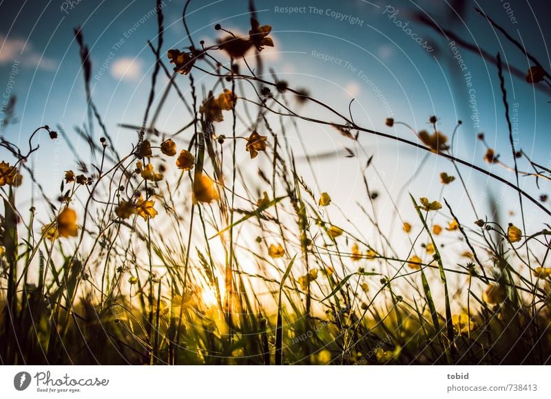 Frühlingswiese Sommer Sonne Natur Landschaft Pflanze Himmel Wolken Sonnenaufgang Sonnenuntergang Sonnenlicht Schönes Wetter Blume Gras Wiese Frühlingsblume