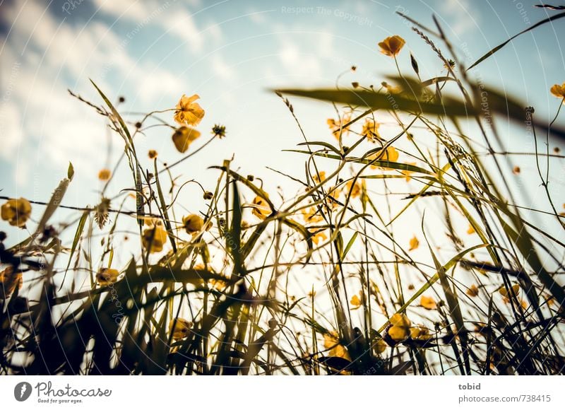 Frühlingswiese No.2 Natur Landschaft Pflanze Himmel Wolken Sonne Sonnenaufgang Sonnenuntergang Sonnenlicht Schönes Wetter Blume Gras Wiese Frühlingsblume