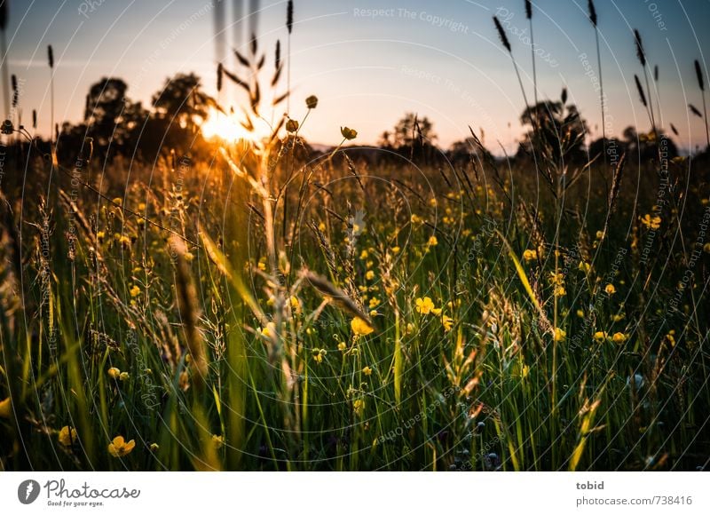 Beautiful Sunset Sommer Sonne Natur Landschaft Pflanze Himmel Wolkenloser Himmel Sonnenaufgang Sonnenuntergang Frühling Schönes Wetter Baum Blume Gras Wiese