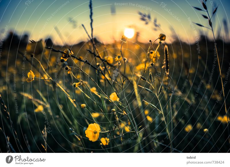 Beautiful Sunset No.2 Natur Landschaft Pflanze Himmel Wolkenloser Himmel Sonne Sonnenaufgang Sonnenuntergang Sonnenlicht Frühling Schönes Wetter Gras